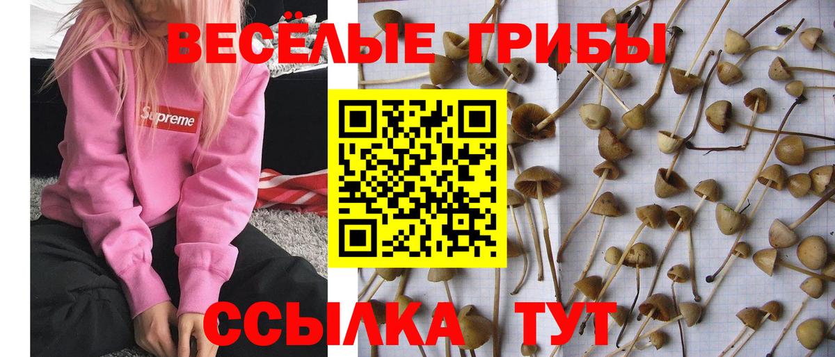 Псилоцибиновые грибы Cubensis  Вход с VPN  Энгельс 